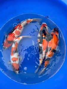 Crapi Koi Showa Ikarashi Toshinobu Farm