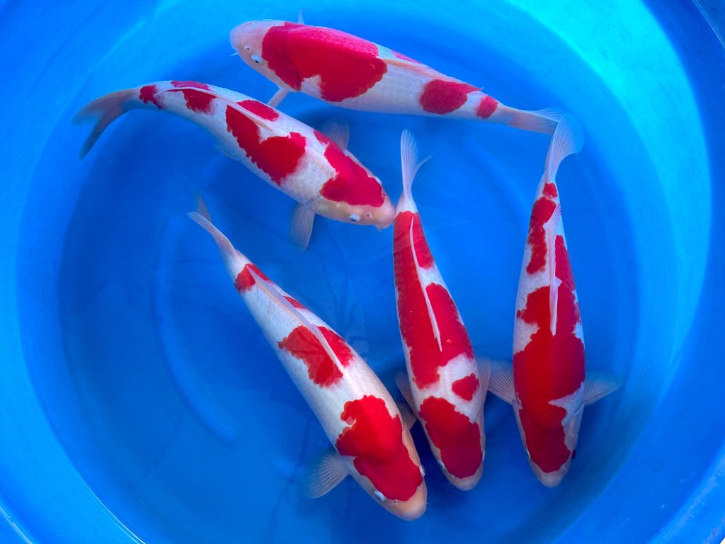 Kohaku Genjiro Farm 44-48 cm